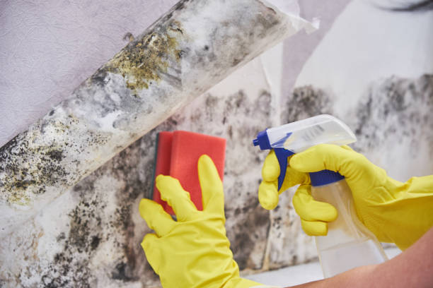 Best Mold Prevention Services  in Alderson, WV